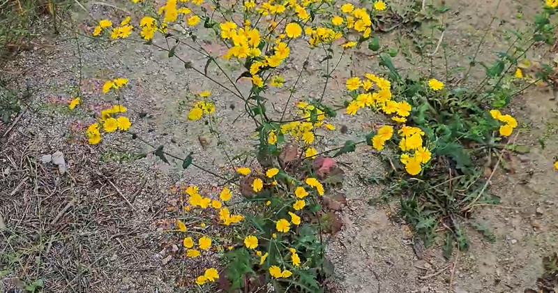 유튜브 '들뫼곳간'