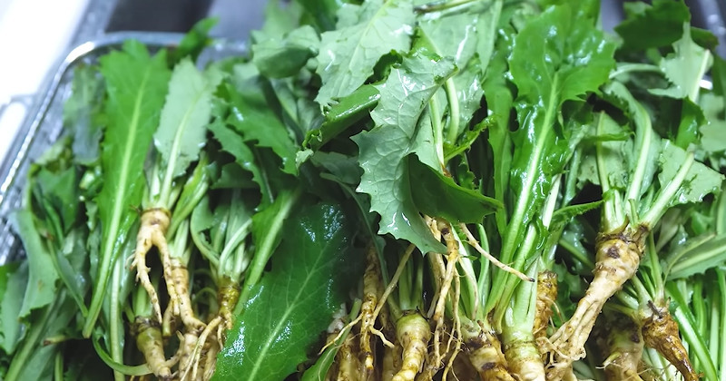 유튜브 '들뫼곳간'