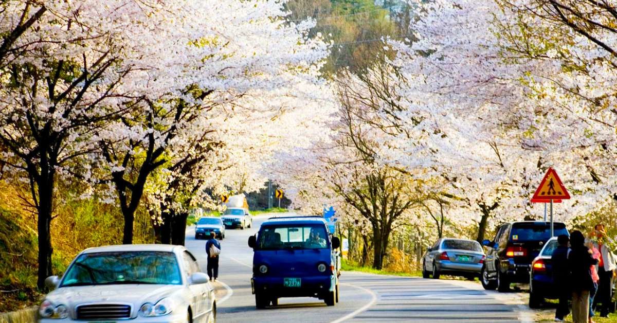 금산사 벚꽃길. / 연합뉴스