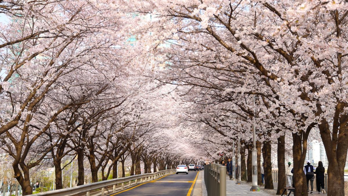 서울 구로구 도림천 제방길 일원에 벚꽃이 만개해 벚꽃길이 장관을 이루고 있다. / 구로구 제공