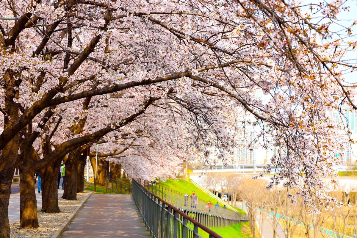 서울 구로구 도림천 제방길 일대에 벚꽃이 활짝 피어 있다. / 구로구 제공