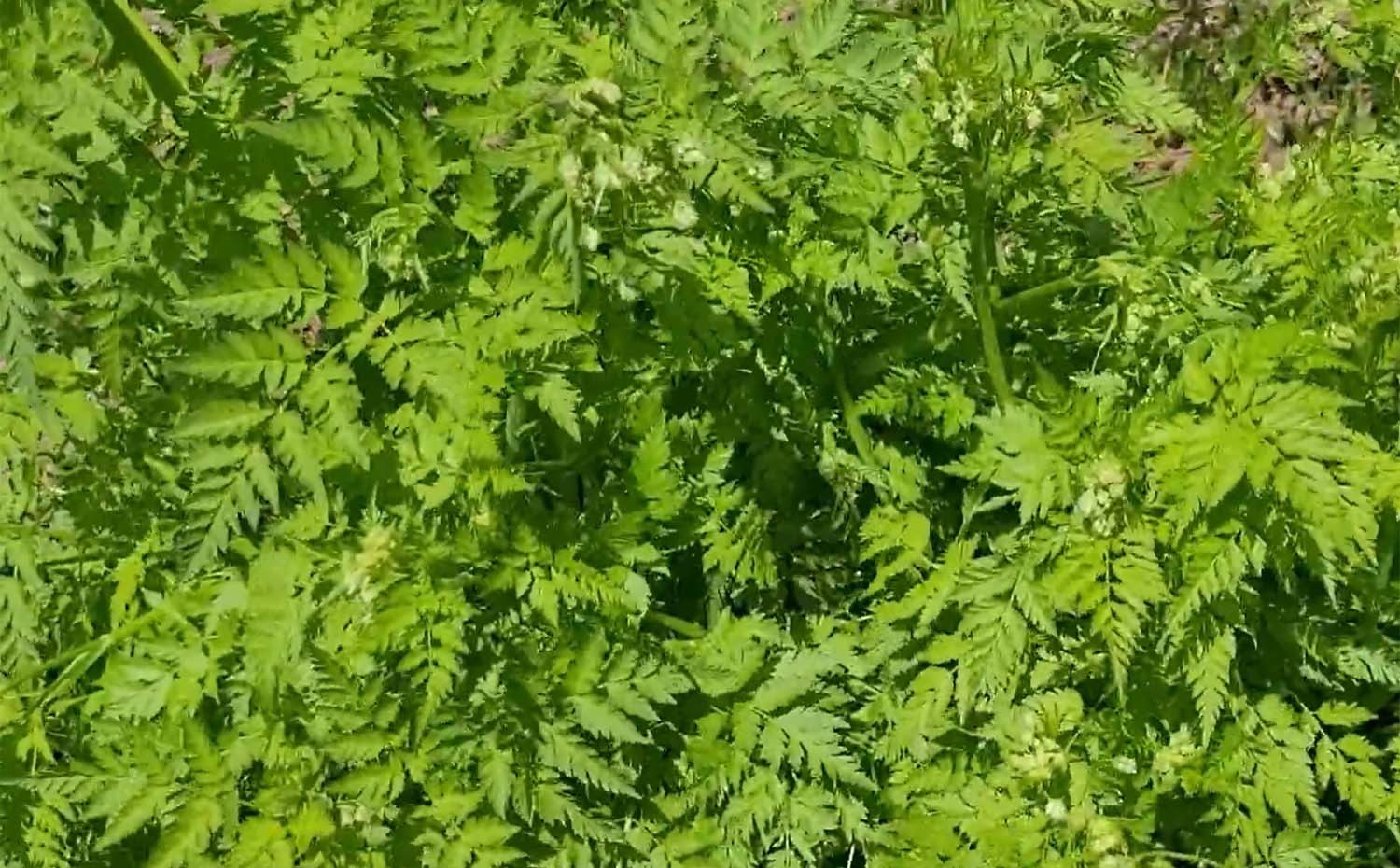 전호 / '텃밭친구' 유튜브