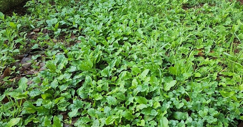 유튜브 '농사도정보다'