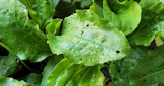 유튜브 '농사도정보다'