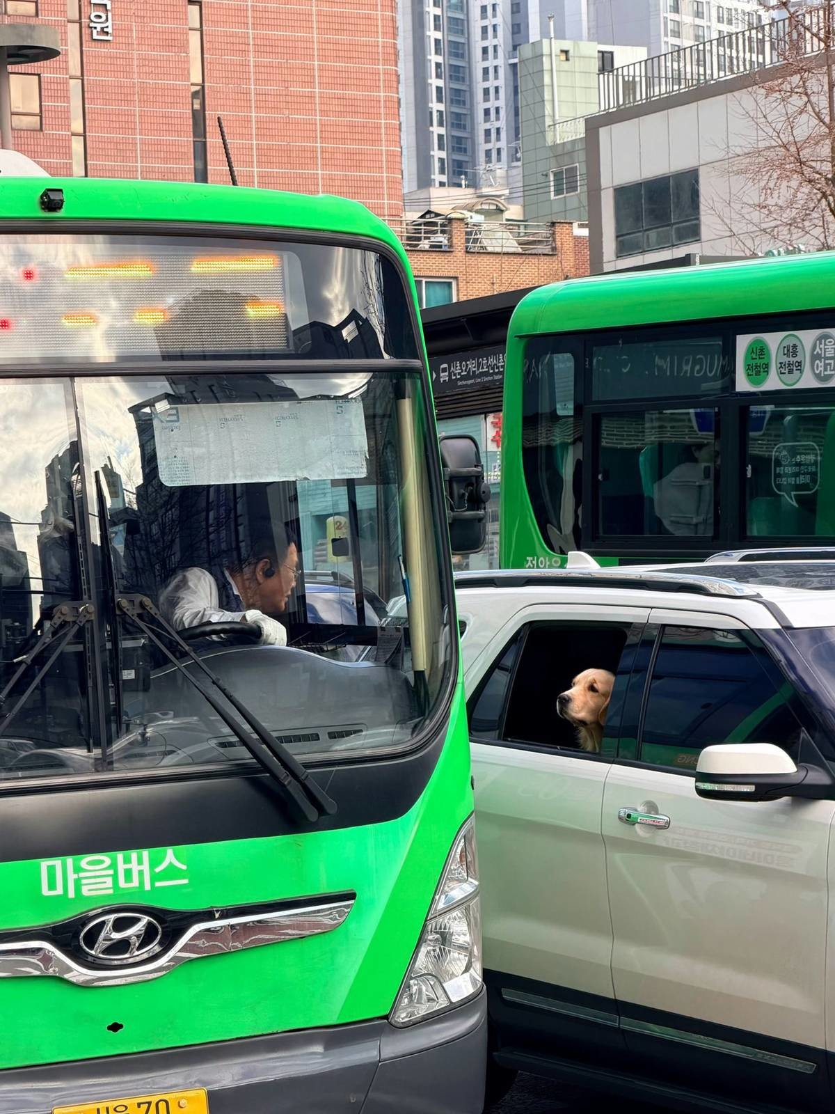 버스기사와 반려견의 마주친 시선. / 더쿠