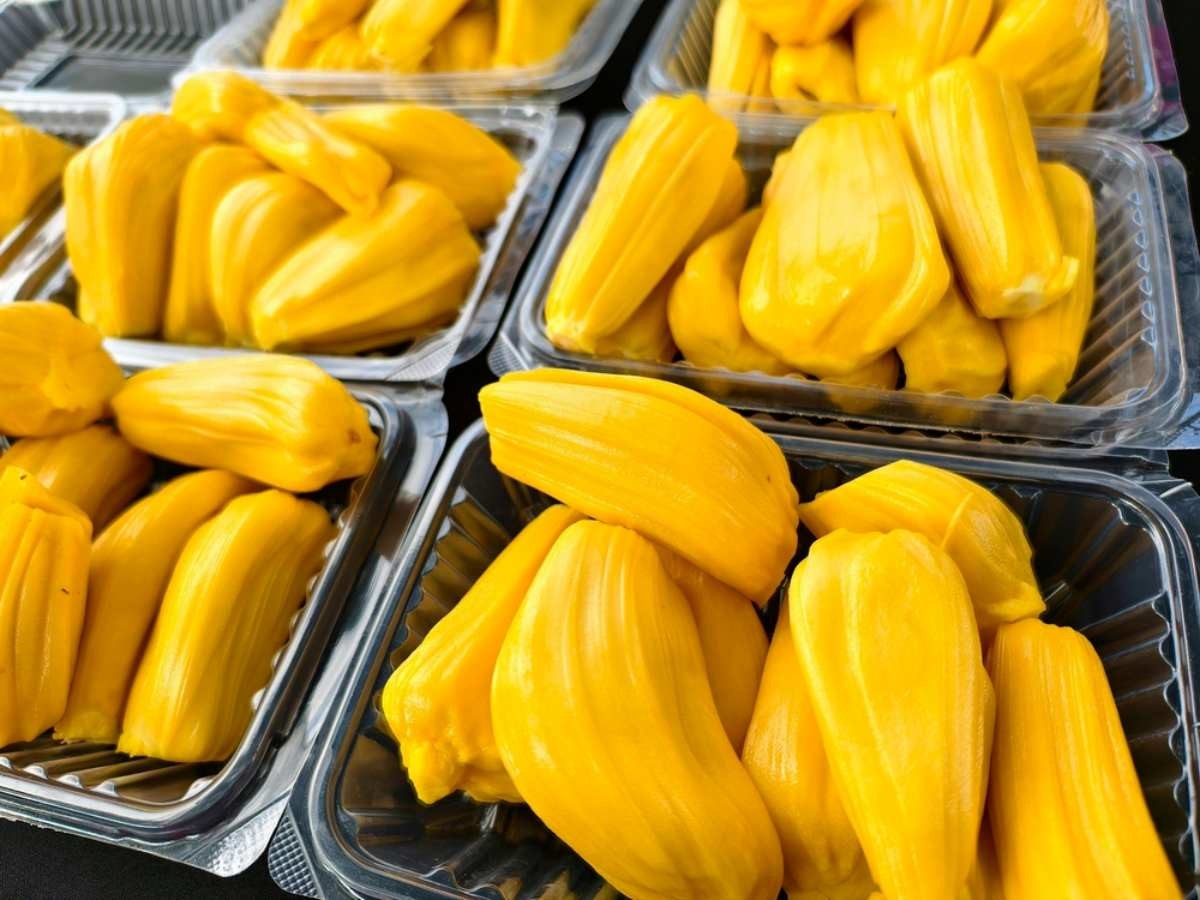 잭푸르트 자료사진 / Kamsiah-shutterstock.com