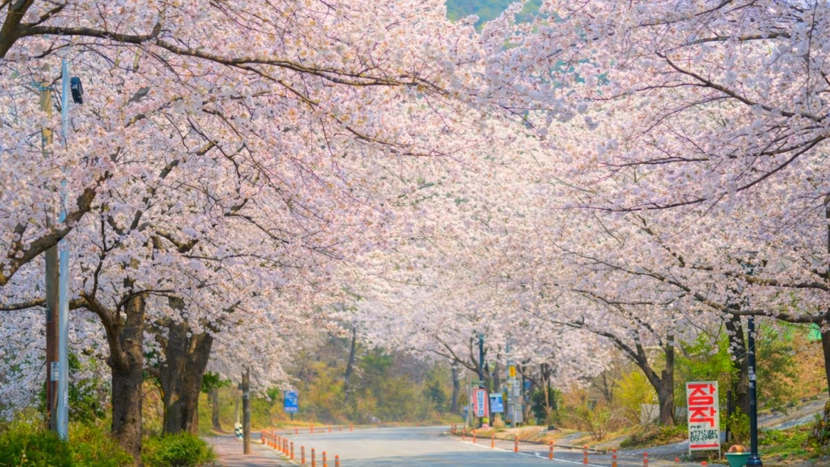 충남 공주 동학사 벚꽃길. / 공주시 공식 블로그, AI