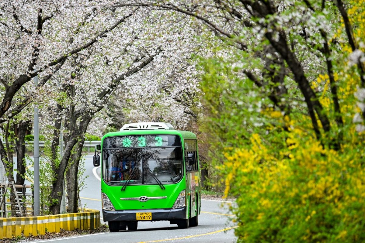 산서로 벚꽃 터널 모습 / 사진=대전 중구