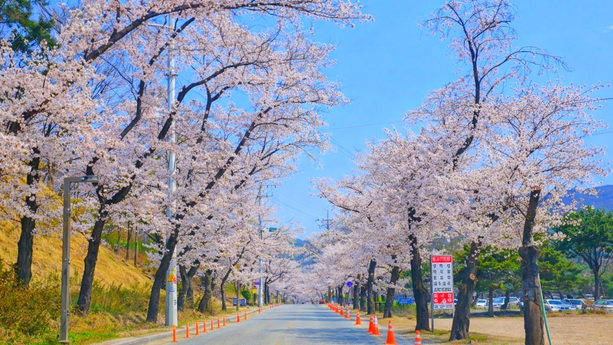 동학사 벚꽃길. / 공주시 공식 블로그, AI