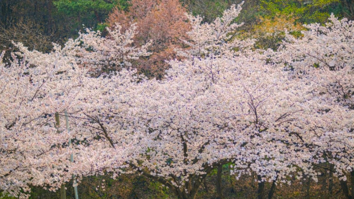 동학사 벚꽃길. / 공주시 공식 블로그, AI