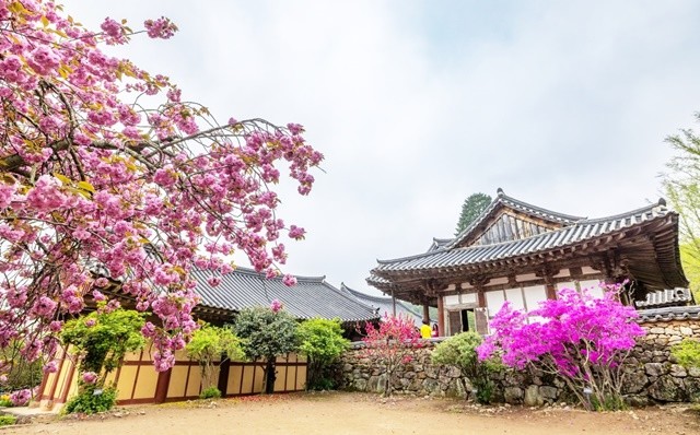 순천 선암사 겹벚꽃