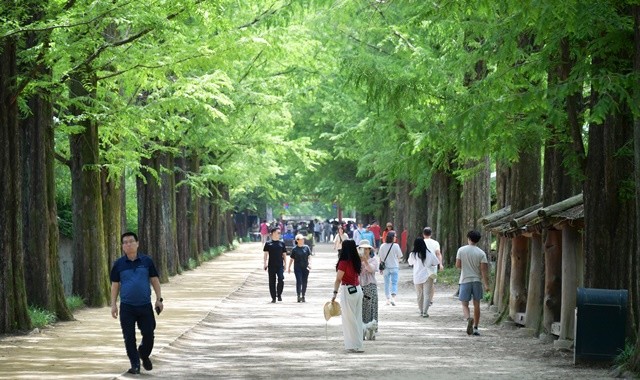 담양 메타세쿼이아 길