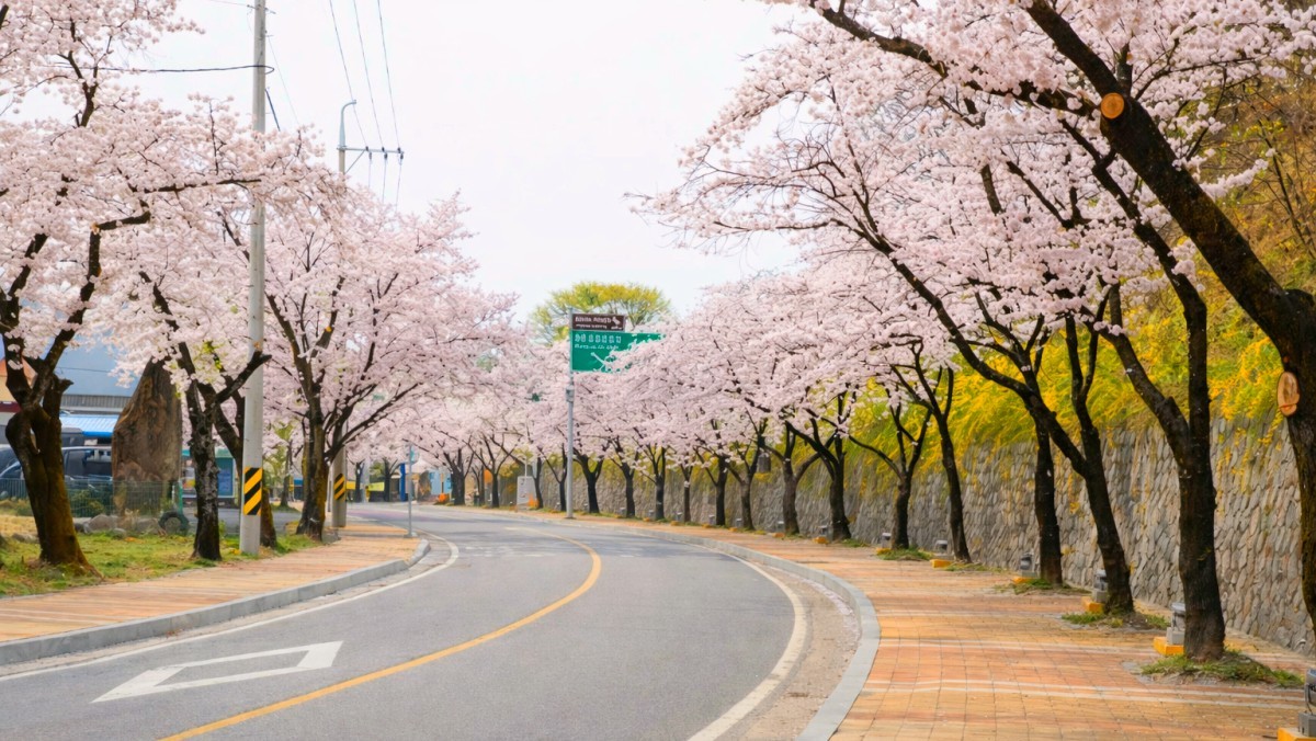 청풍호 물태리. / 제천시 공식 블로그, AI