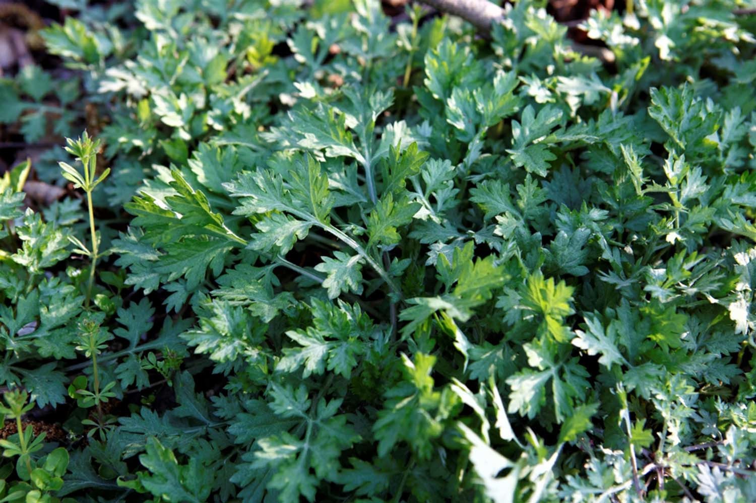 쑥 / 진도군 제공