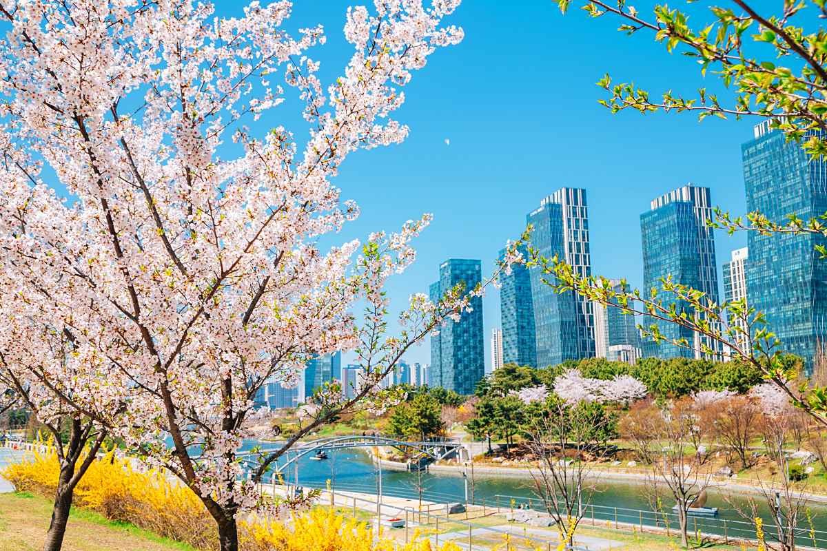 송도 센트럴파크 봄 풍경 / Sanga Park-Shutterstock.com