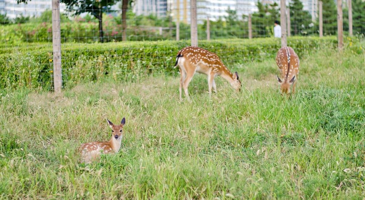 송도 센트럴파크의 사슴   / 인천광역시-공공누리