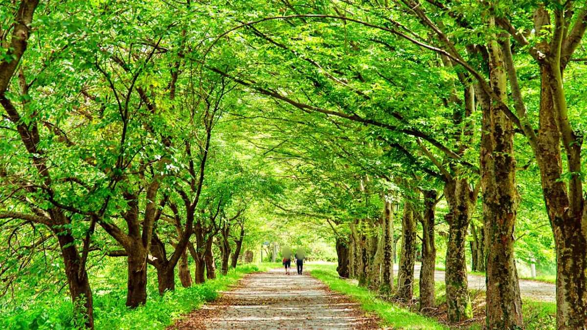 관방제림 / 한국관광공사(촬영 : 오경택)