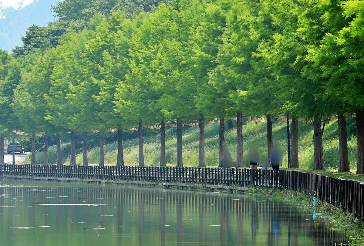 관방제림 산책 / 연합뉴스