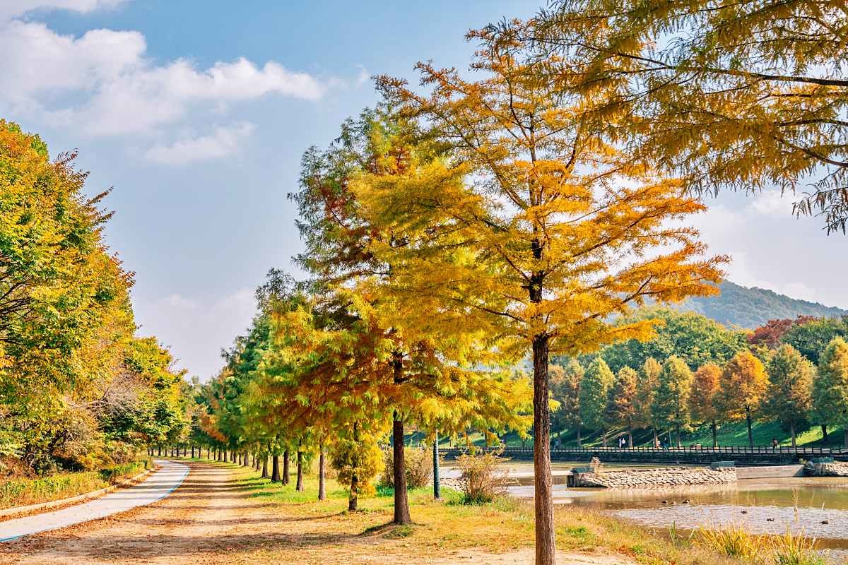 관방제림 가을 숲길 / Sanga Park-Shutterstock.com