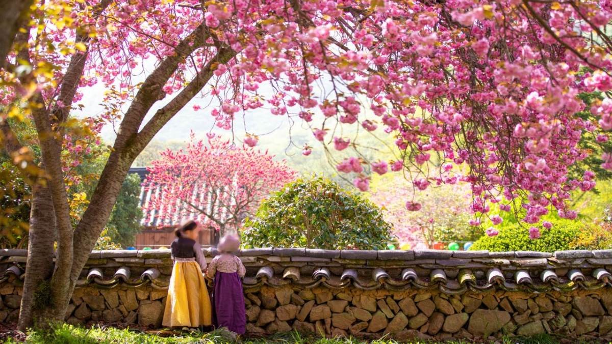 선암사 홍매화 / 한국관광공사(촬영 : 양성영)