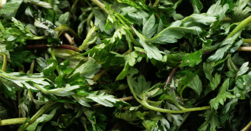 유튜브 '팔숙이 palsook'