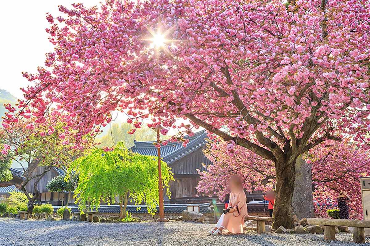 선암사 홍매화 / 순천시-순천여행 홈페이지