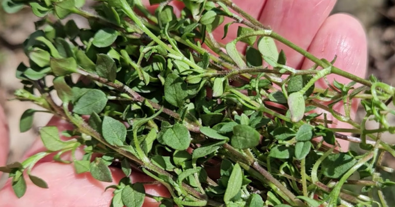 유튜브 '텃밭친구'