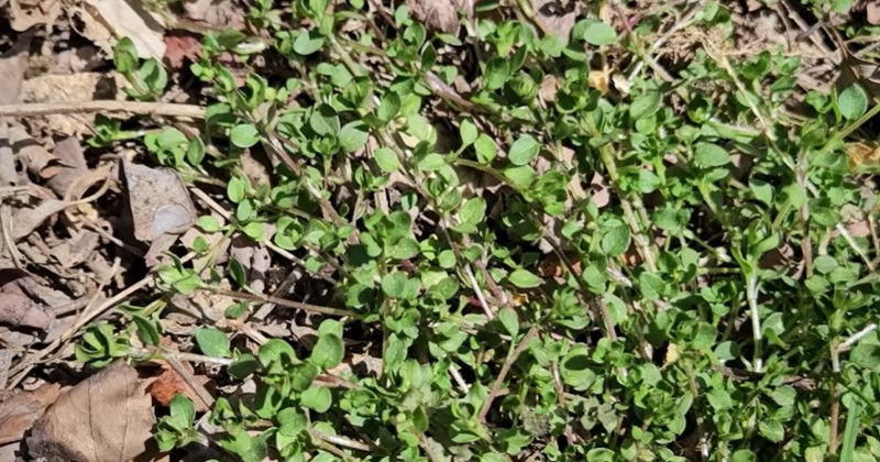 유튜브 '텃밭친구'