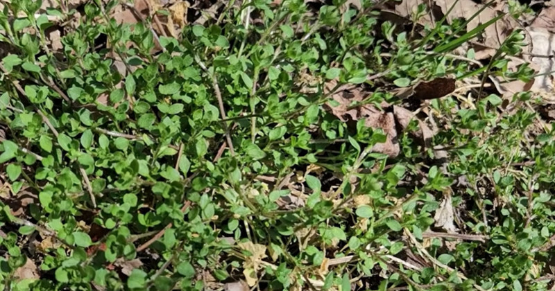 유튜브 '텃밭친구'