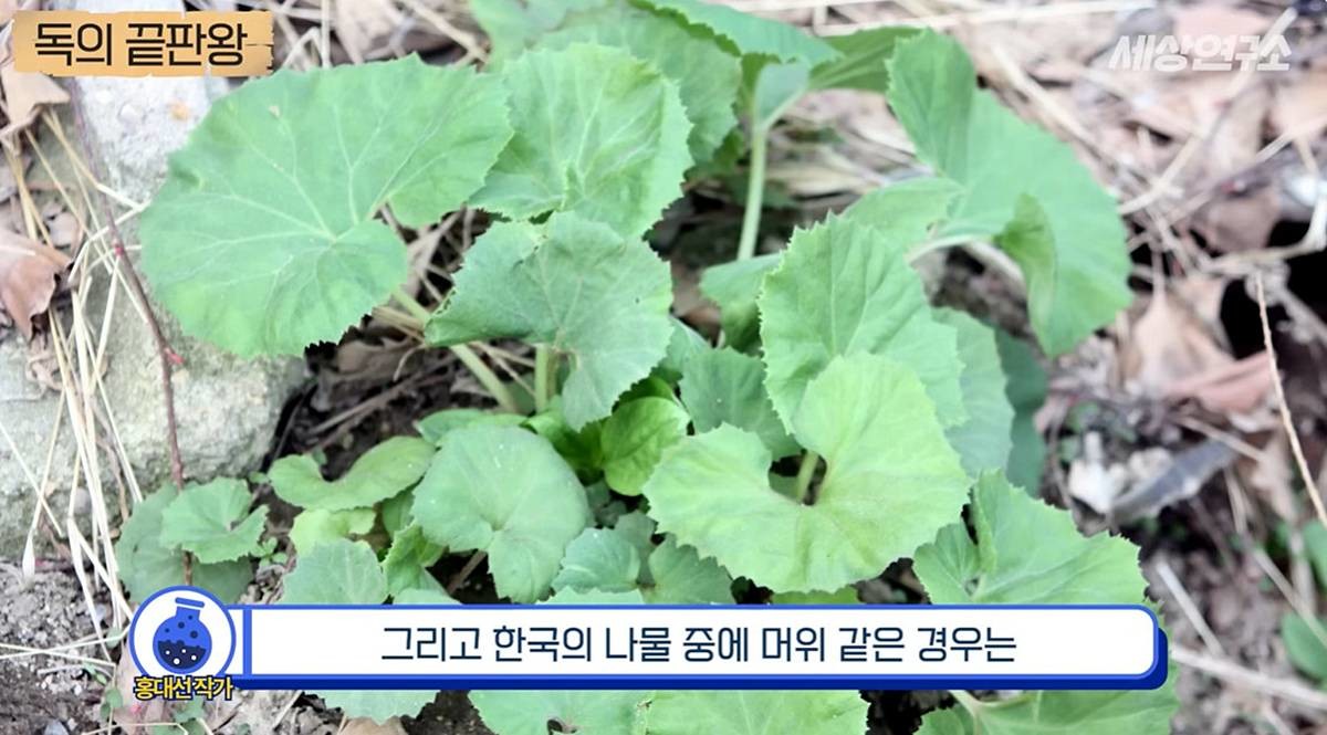 머위가 독초? / 유튜브 '세상연구소'