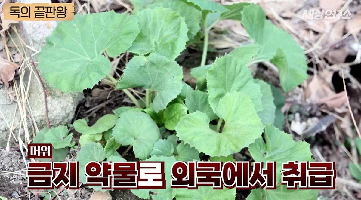 외국선 금지 약물인 머위 / 유튜브 '세상연구소'