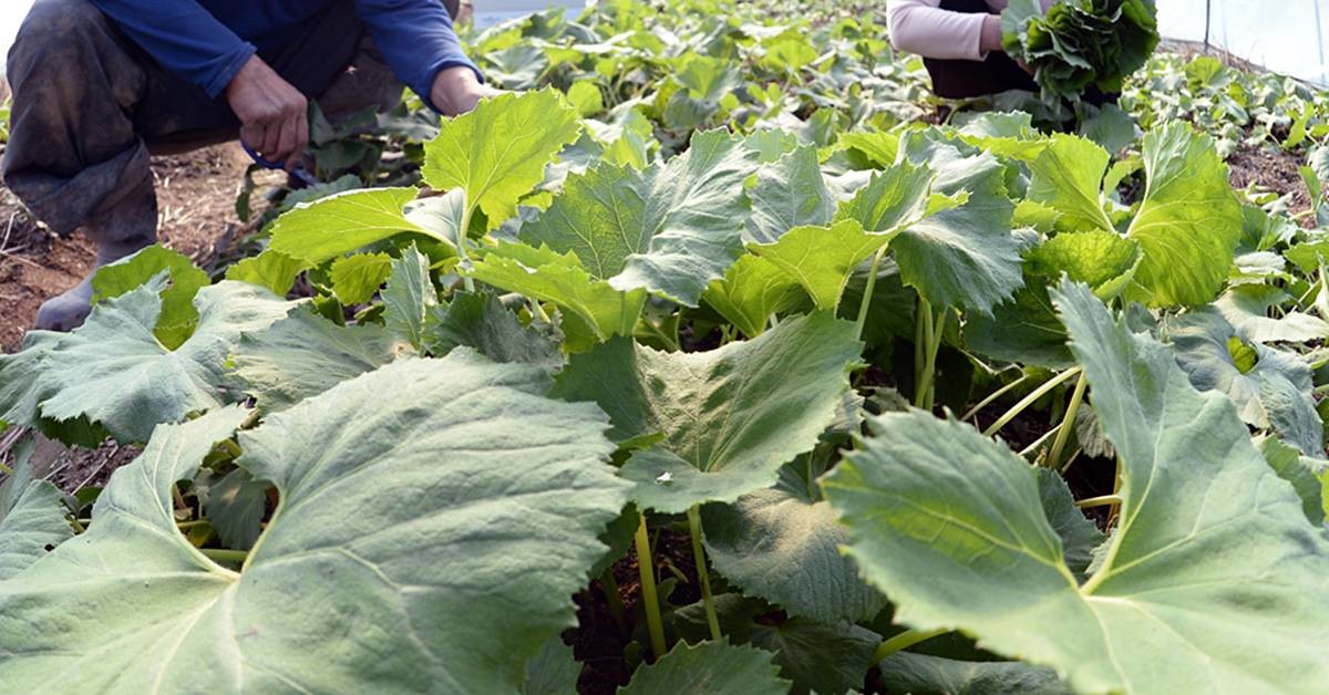 봄 제철 식재료 머위 / 뉴스1