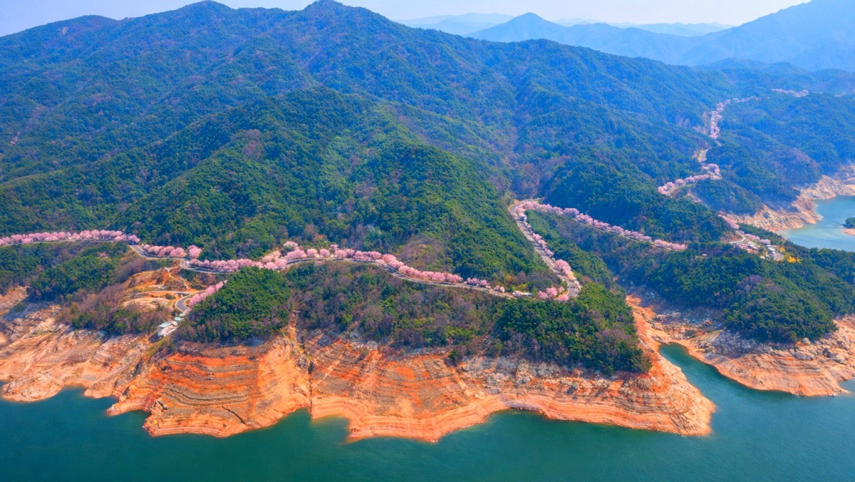 경남 합천의 백리벚꽃길. / 합천군 공식 블로그, AI
