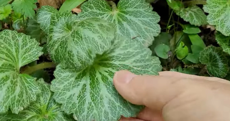 유튜브 '텃밭친구'