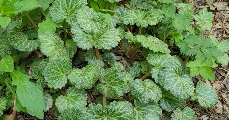 유튜브 '텃밭친구'