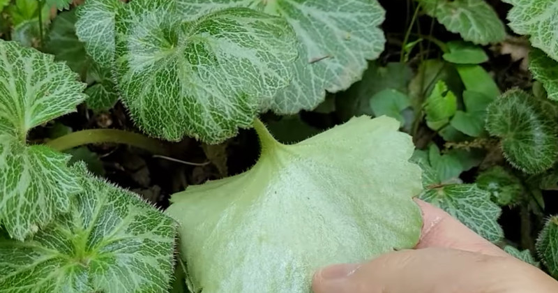 유튜브 '텃밭친구'