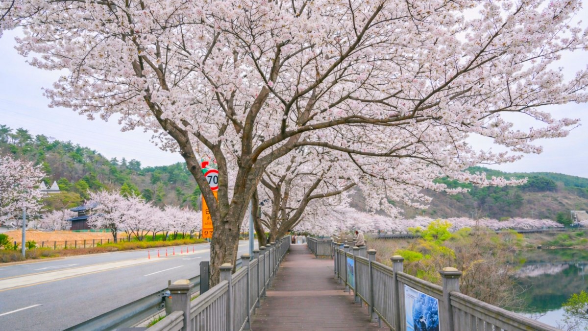 경남 합천의 백리벚꽃길. / 합천군 공식 블로그, AI