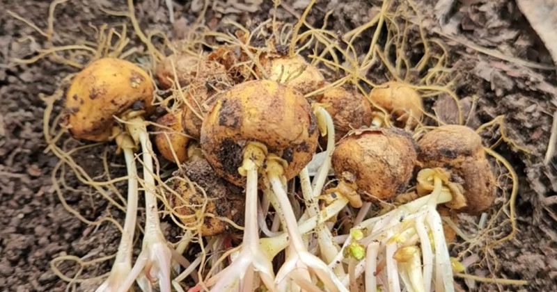 유튜브 '텃밭친구'