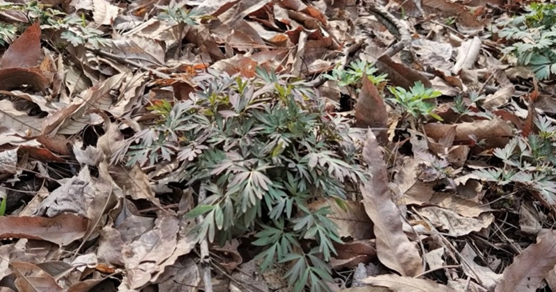 유튜브 '텃밭친구'