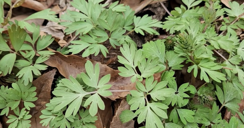 유튜브 '텃밭친구'
