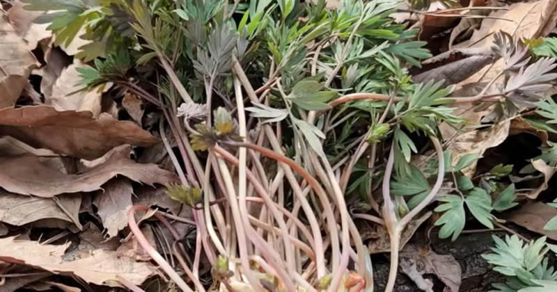 유튜브 '텃밭친구'