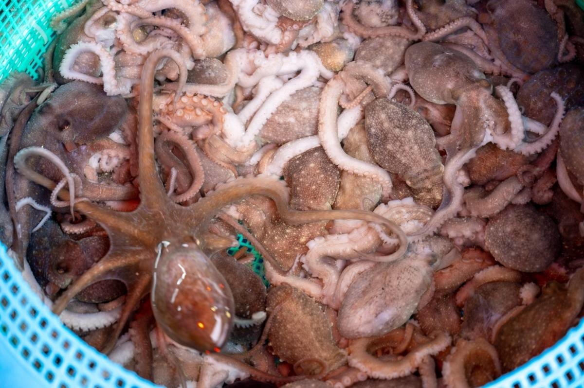 주꾸미 사진  / Light Win-shutterstock.com