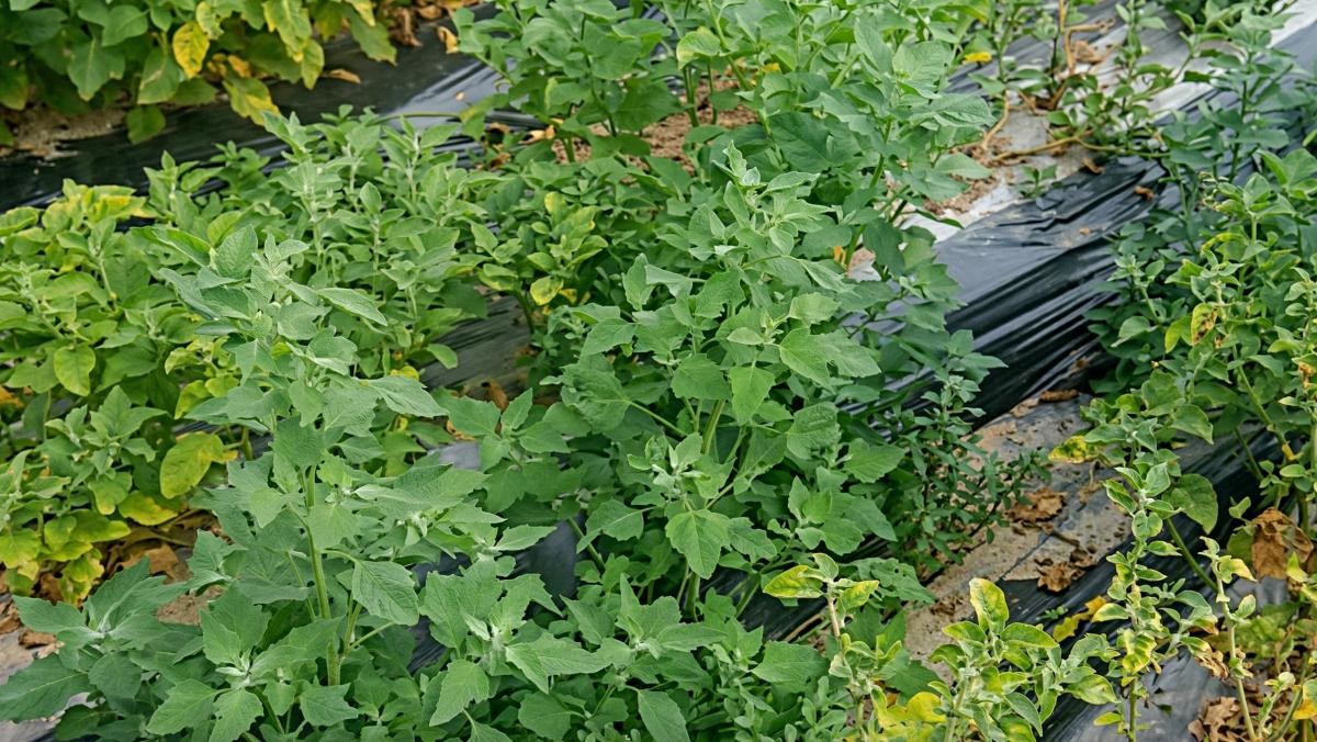 돈 되는 작물 아슈와간다. / 유튜브 '초원에 빛'