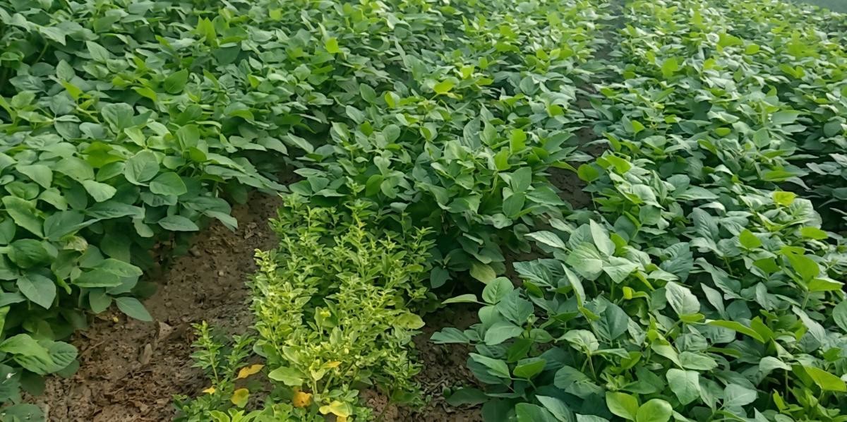 점점 더 알려지고 있는 아슈와간다. / 유튜브 '초원에 빛'