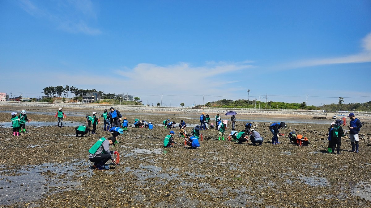 지난해 간월도 일원에서 바지락 캐기 체험을 즐기는 참여자 모습 / 서산시