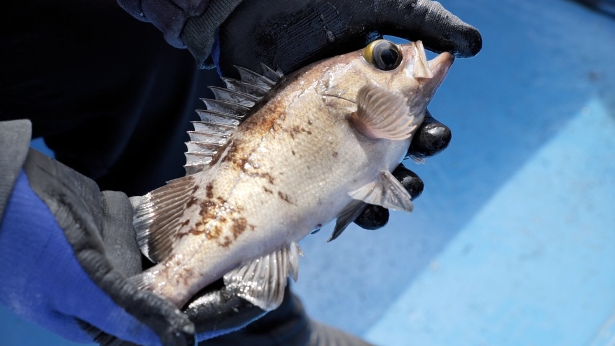 EBS1 '한국기행' 미리보기 페이지에서 제공하는 '볼락, 딴 데 줄 게 어딨노' 편 자료 사진. / EBS1 제공