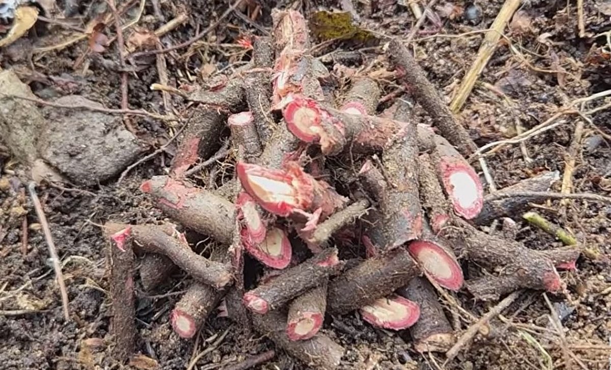 싸리나무 모습. 뿌리 부분을 자른 모습이다. / 유튜브 '텃밭친구'