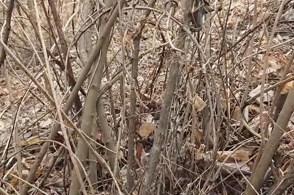 싸리나무 모습 / 유튜브 '텃밭친구'