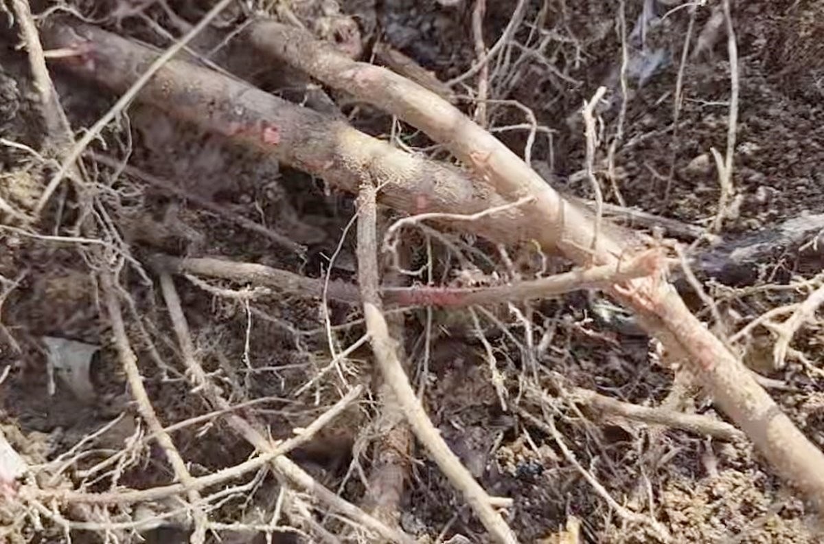 싸리나무 모습 / 유튜브 '텃밭친구'