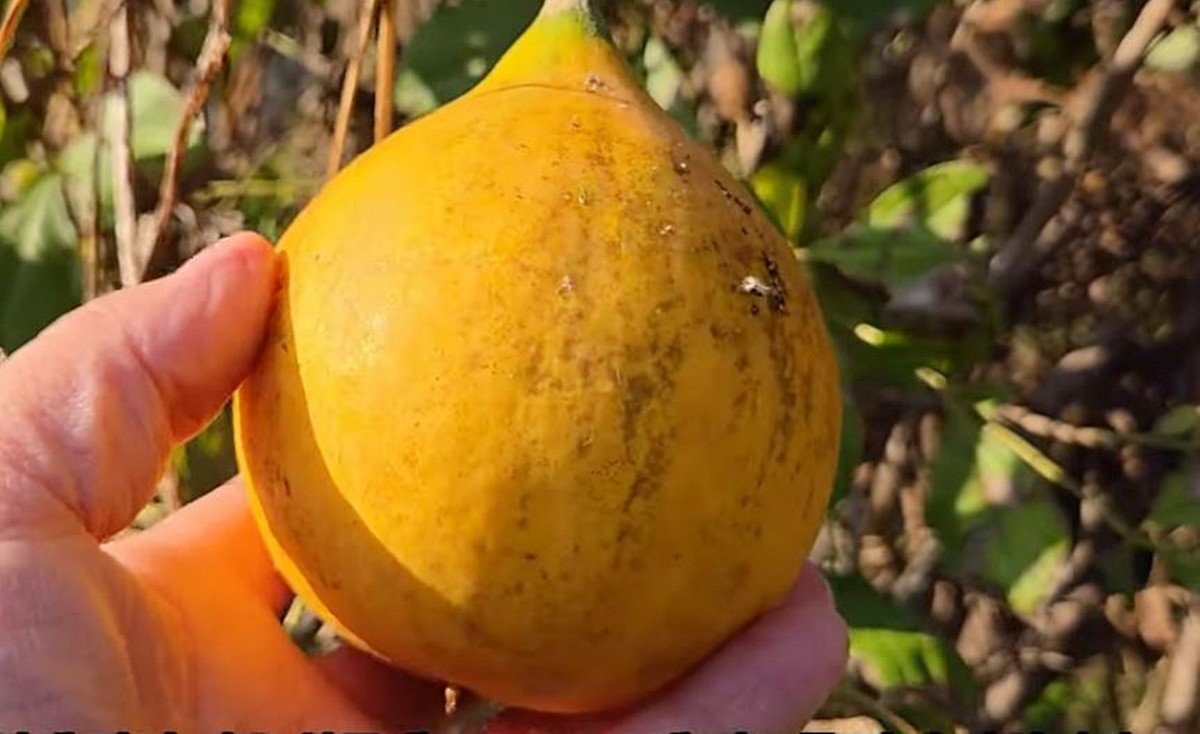 하늘타리 모습 / 유튜브 '텃밭친구'